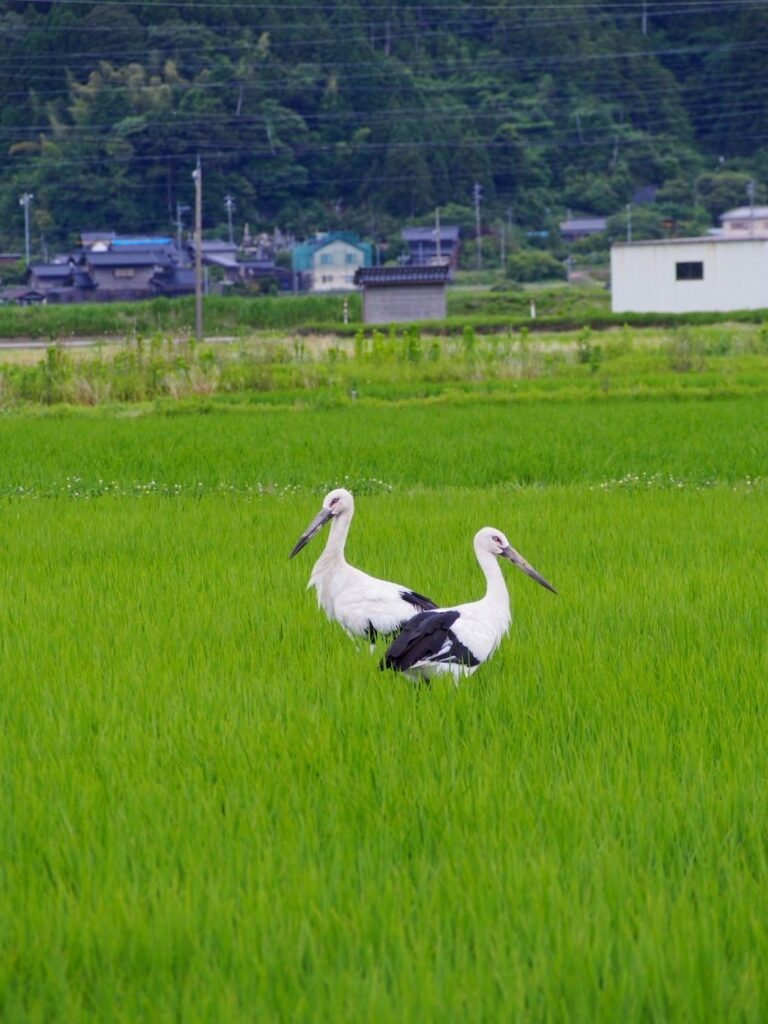 青々とした田んぼにたたずむコウノトリ